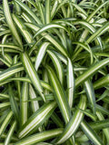 Variegated Spider Plant - 4" Pot Fully Rooted Chlorophytum comosum Indoor Plant, Green & Cream Foliage