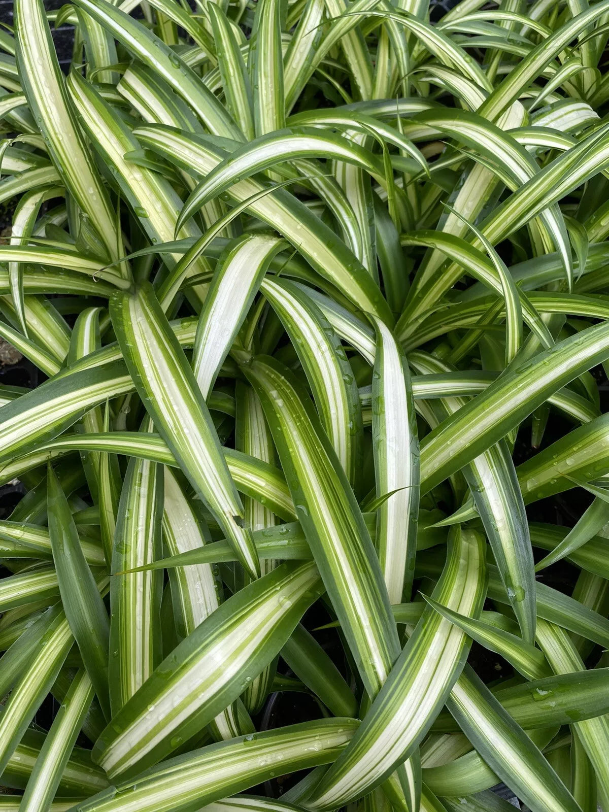 Variegated Spider Plant - 4" Pot Fully Rooted Chlorophytum comosum Indoor Plant, Green & Cream Foliage