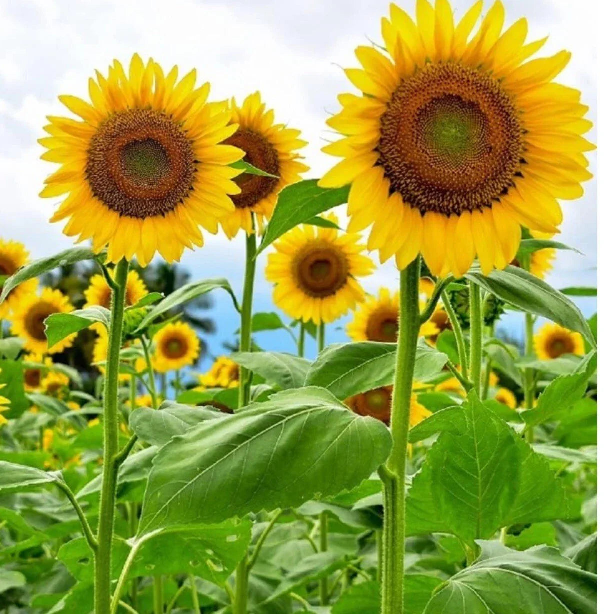 Mammoth Grey Striped Sunflower Seeds – Large Flower, Helianthus annuus, Non-GMO, Heirloom, 20+ Seeds
