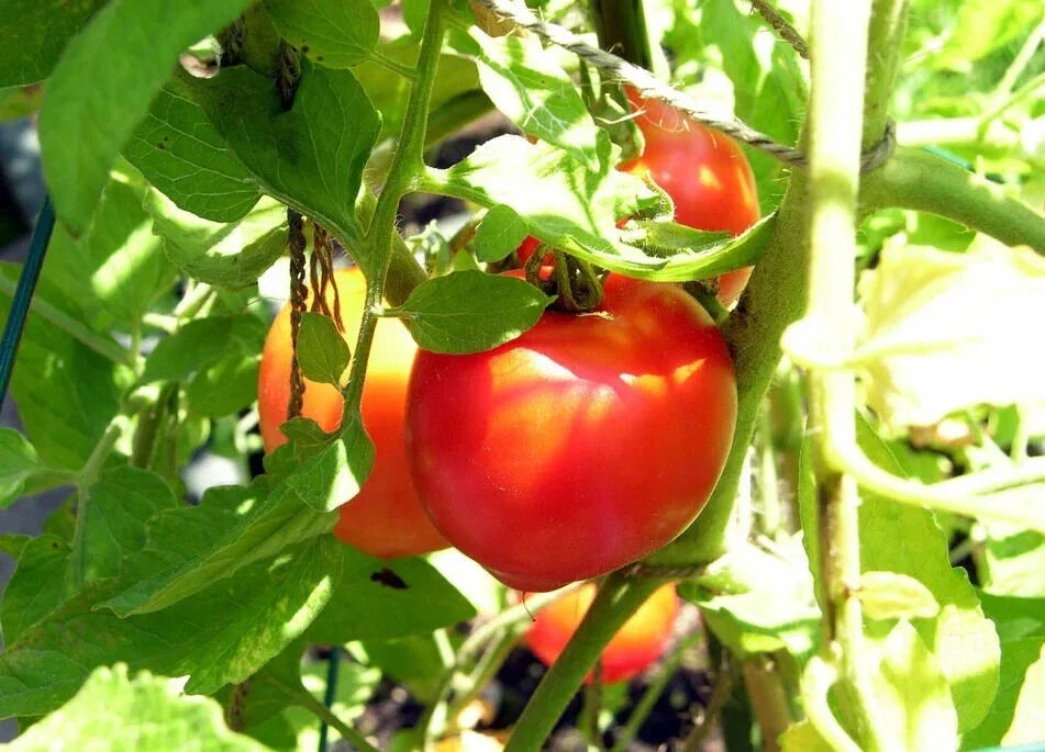 Creole Tomato Seeds - Heirloom, Heat Tolerant, Non-GMO, Solanum lycopersicum, for Gulf Region Gardening