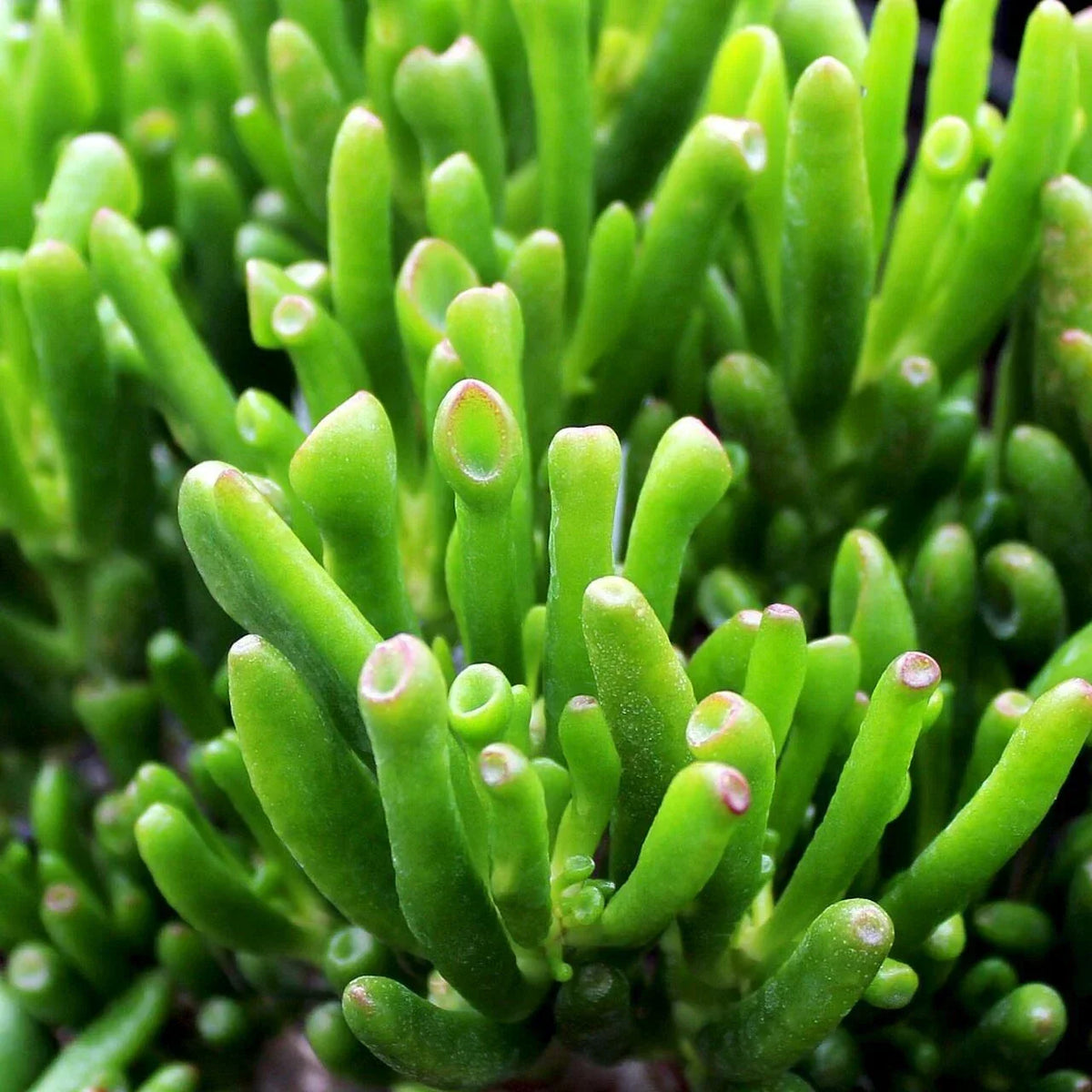 Crassula Ovata 'Gollum' Succulent Cuttings – Gollum Jade Indoor Plant Propagation, Unique Tubular Leaves