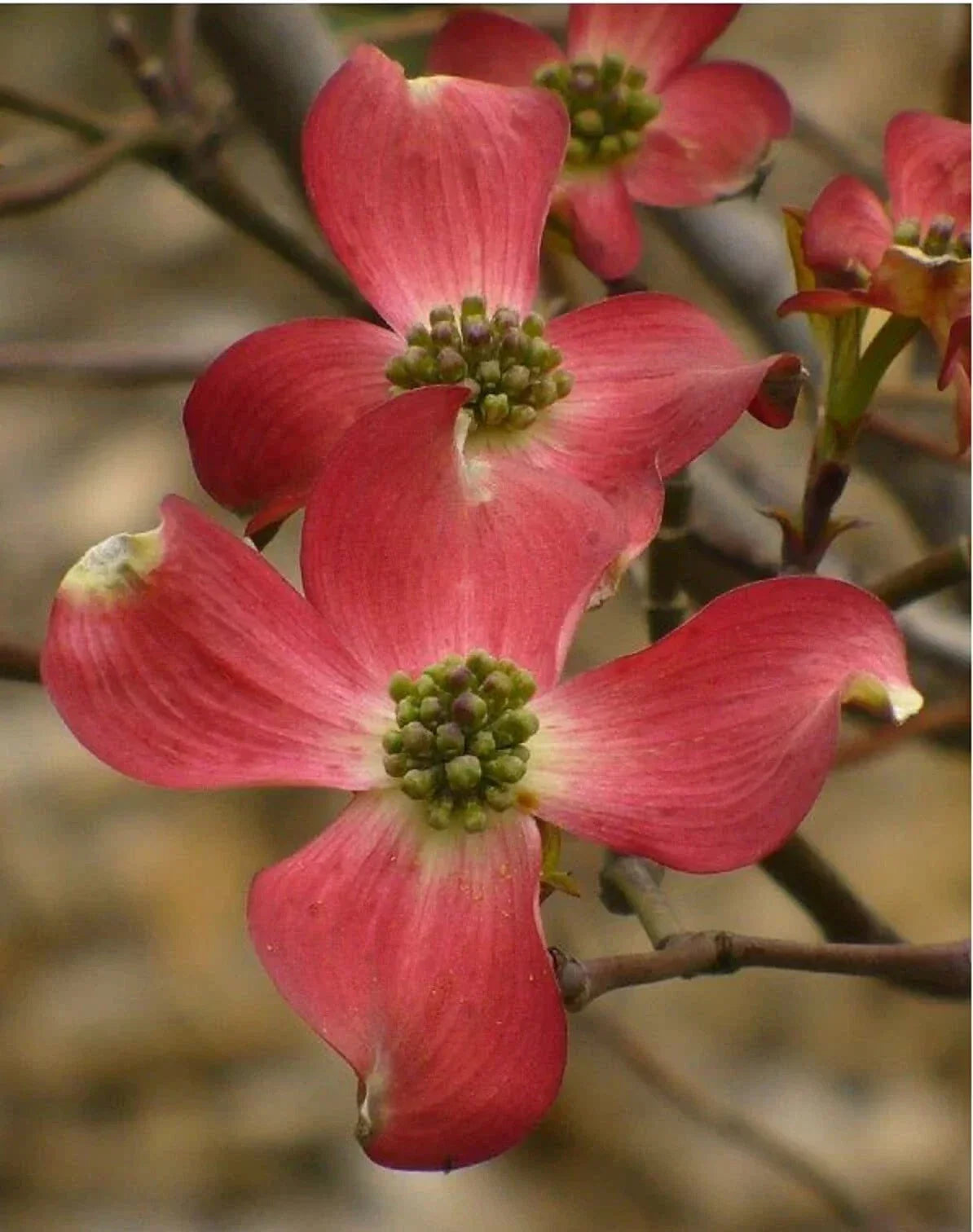 Cornus Florida Red Flowering Dogwood Seeds – Native USA, Deciduous Tree, Vibrant Red Flowers, Garden, Landscaping, 10+ Seeds