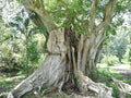 Sacred Fig Seeds, 50 Count, Ficus religiosa, Organic Planting Seeds for Home Garden, Bonsai, Indoor & Outdoor Cultivation