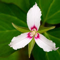 Painted Trillium Bare Root Live Plant – Trillium undulatum Perennial Flowering Garden Plant for Shade Gardens