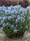 Large Amsonia 'Storm Cloud' Bluestar Perennial Plant, Clump-Forming, Amsonia tabernaemontana, Drought Tolerant, Butterfly Attractant