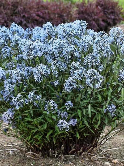 Large Amsonia 'Storm Cloud' Bluestar Perennial Plant, Clump-Forming, Amsonia tabernaemontana, Drought Tolerant, Butterfly Attractant