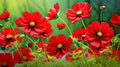Bright Red Cosmos Seeds - 50 Count - Tall Fern-Like Leaves - Cosmos bipinnatus - Easy to Grow Garden Flowers