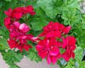 Live Plant Cuttings - 3 X 6" Rose Red Citronella Peltatum Ivy Geranium (Pelargonium peltatum)