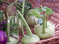 Kohlrabi Seeds - 400 Count - Early White Vienna Brassica oleracea - Home Garden, Vegetable Seeds, Free Shipping