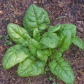 Spinach Seeds 100 Pack Organic Bloomsdale Spinacia oleracea Non-GMO Gardening