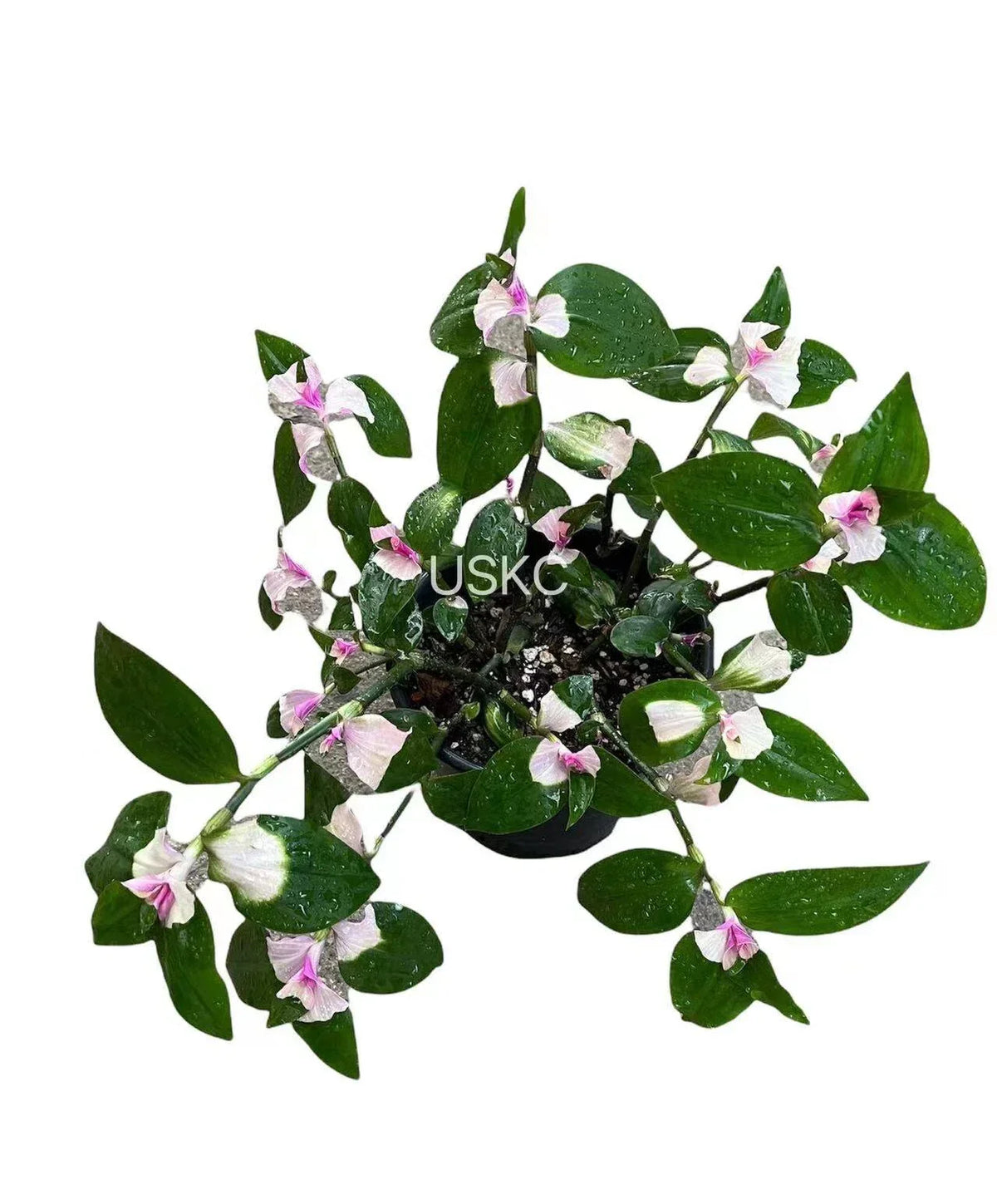Tradescantia Blushing Bride Cuttings – Pink Variegated Houseplant Propagation – Tradescantia albiflora