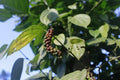 Organic Black Beauty Peppercorn Seeds - Heirloom Piper nigrum, Climbing Vine, 10 Seeds, Non-GMO, Free Shipping