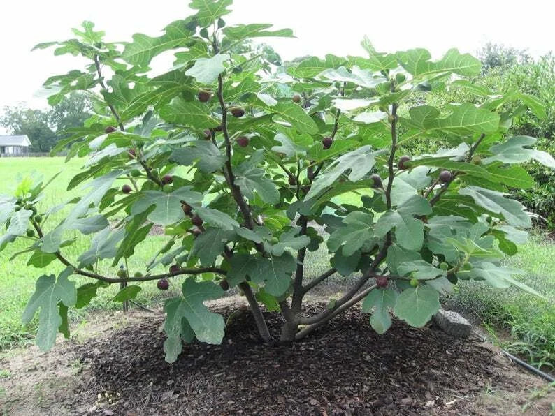 Chicago Hardy Fig Live Plant Bare Root 14+ Inches Ficus carica Edible Fruit Container Shrub