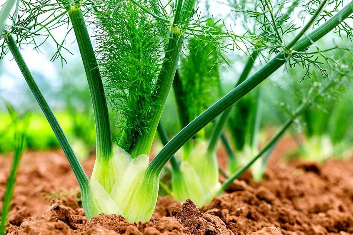 Fennel Seeds for Planting - 100 Count - Preludio Fennel Bulbs - Foeniculum vulgare - Culinary Herb Seeds