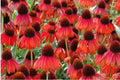 50 Ruby Red Coneflower Seeds - Echinacea purpurea Perennial Flowers for Garden, Attract Pollinators, Drought Tolerant, USA Seller