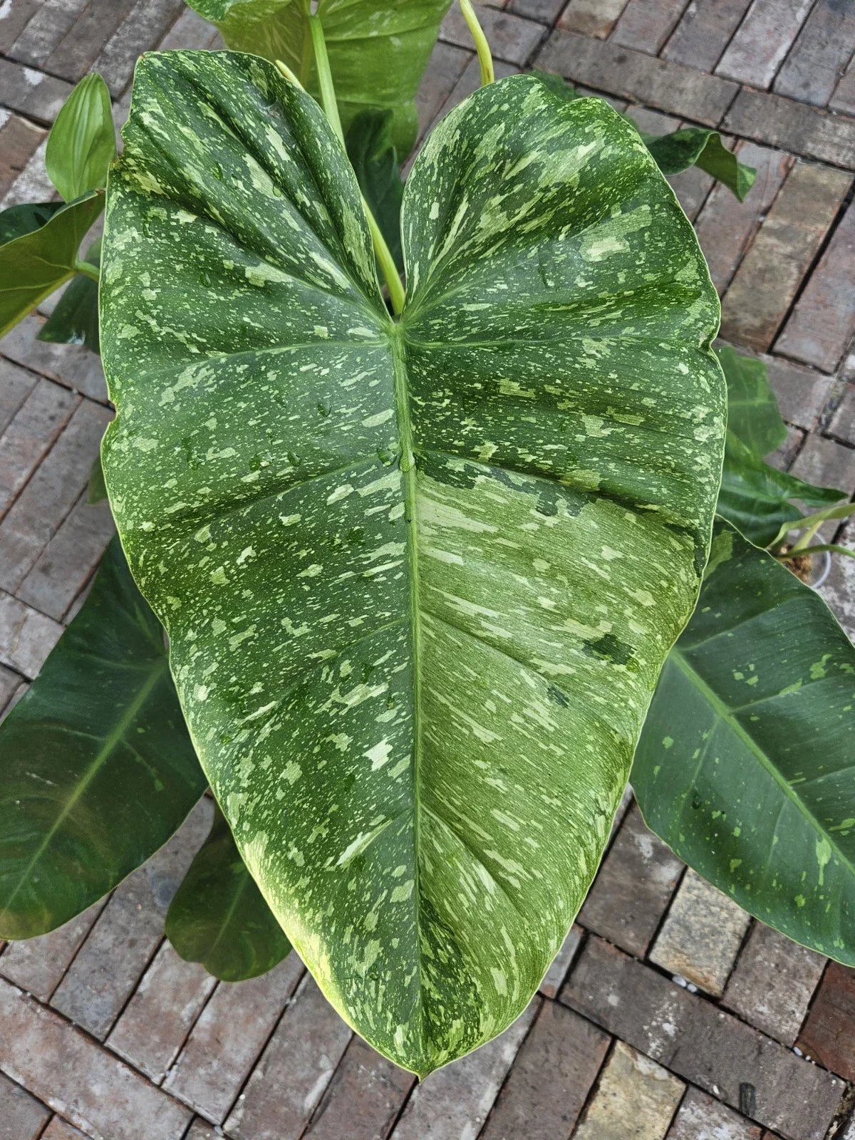 Rooted Philodendron Jose Bueno Cutting - Variegated Indoor Plant for Beginners - Air-Purifying Houseplant