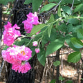 8 Cuttings Heirloom Pink Seven Sisters Climbing Roses - Rosa multiflora