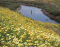 Garland Daisy Flower Seeds Pack of 2000+ - Bright Yellow Blooms - Bellis perennis - Easy to Grow, Pollinator-Friendly, Non-GMO