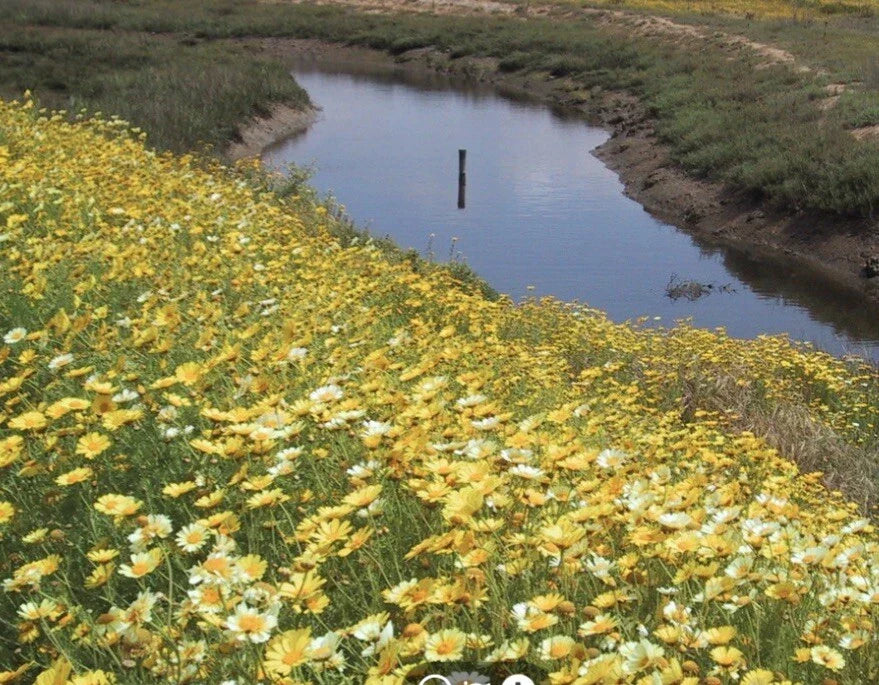 Garland Daisy Flower Seeds Pack of 2000+ - Bright Yellow Blooms - Bellis perennis - Easy to Grow, Pollinator-Friendly, Non-GMO