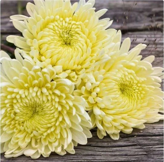 Vanilla Haze Mum Seeds - Chrysanthemum morifolium - Annual Flower Seeds for Garden Beds & Borders