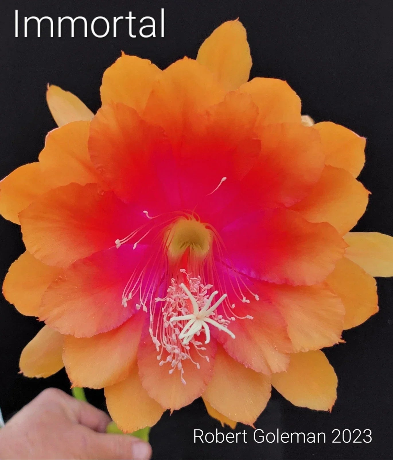 Epiphyllum 'Immortal' Unrooted Cutting | Rare Orchid Cactus Propagation | Unique Houseplant | Epiphyllum spp.