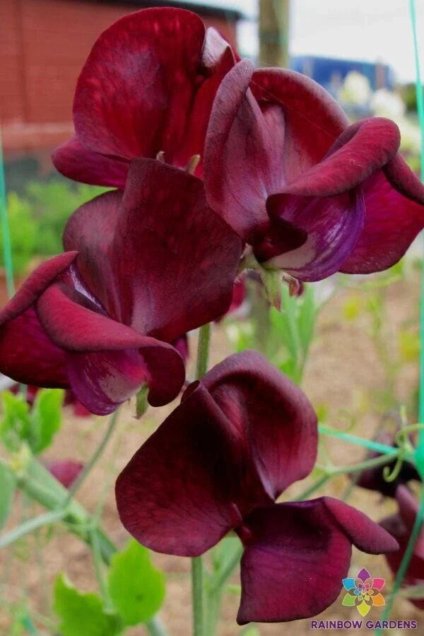 Monty Don Sweet Pea Seeds 50 Pack, Lathyrus odoratus, Vibrant Colors, Climbing Vine, Garden Planting, USA Shipping