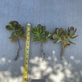 Jade Plant Cutting - Fresh Live Crassula ovata Cuttings for Propagation