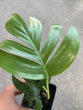 Rhaphidophora decursiva Dragon Tail Indoor Houseplant 4" Pot or 3 Cuttings Exotic Green Foliage