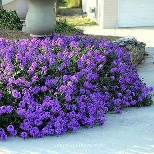 Moss Verbena Ground Cover Seeds 100+ Purple Verbena Tenuisecta for Gardens, Borders, and Pollinator Attracting