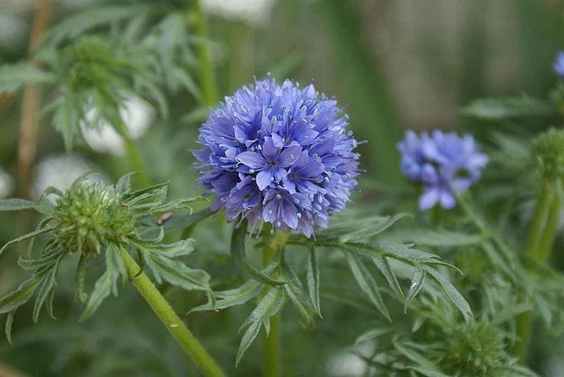Globe Gilia Seeds - 1000 Pack - Drought Tolerant Blue Flowers - Gilia capitata - Low Water, Bee & Butterfly Attracting