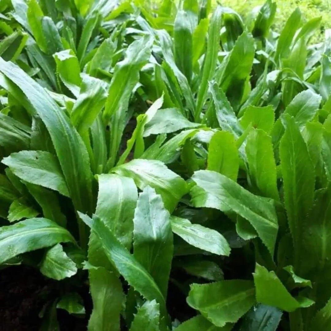 Culantro Seeds 500 Count - Eryngium foetidum Herb for Culinary Use, Aromatic Leaves, Tropical Garden Plant