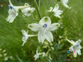 Peacock Larkspur Seeds - 200+ Pack, Delphinium Variety, Blue Purple White Flowers, USA Grown, Easy to Grow, Pollinator Attracting