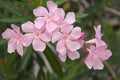 Nerium Oleander Pink Beauty Seeds - Bulk 300 Count for Gardening and Landscaping - Nerium oleander
