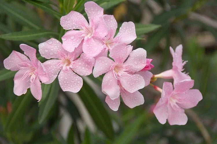 Nerium Oleander Pink Beauty Seeds - Bulk 300 Count for Gardening and Landscaping - Nerium oleander