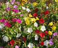 4 O'Clock Seeds Choice Mix - Non-GMO Heirloom Flower Seeds for Garden, Borders, Containers, Mirabilis jalapa