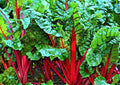 Ruby Red Swiss Chard Seeds - Non-GMO, Heirloom Beta vulgaris subsp. vulgaris, 100+ Seeds for Home Garden, Edible Foliage
