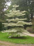 Giant Dogwood Seeds - Cornus controversa Ornamental Tree, 20 Pack, Landscape Planting, Unique Shade Tree