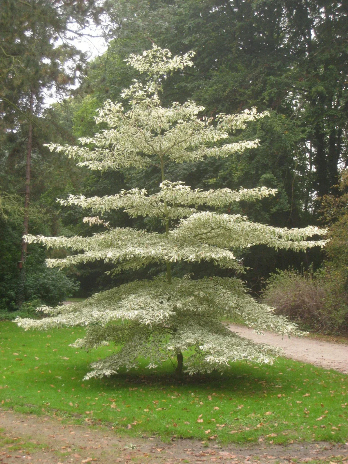 Giant Dogwood Seeds - Cornus controversa Ornamental Tree, 20 Pack, Landscape Planting, Unique Shade Tree