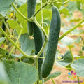 Arola Cucumber Seeds Pack of 25+ – Heirloom Cucumis sativus for Home Garden, Patio & Container Growing