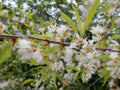 Bitter Cherry Seeds 20 Pack Prunus emarginata Edible Fruit Native Plant Gardening Seeds