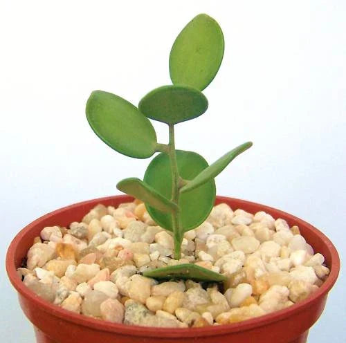 Rare Succulent Vine 4" Xerosicyos danguyi - Unique Indoor Greenery for Plant Lovers