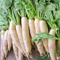 Daikon Radish Seeds 5 LB - Large Raphanus sativus for Deer Food Plot, Wildlife Attractant, Full Sun