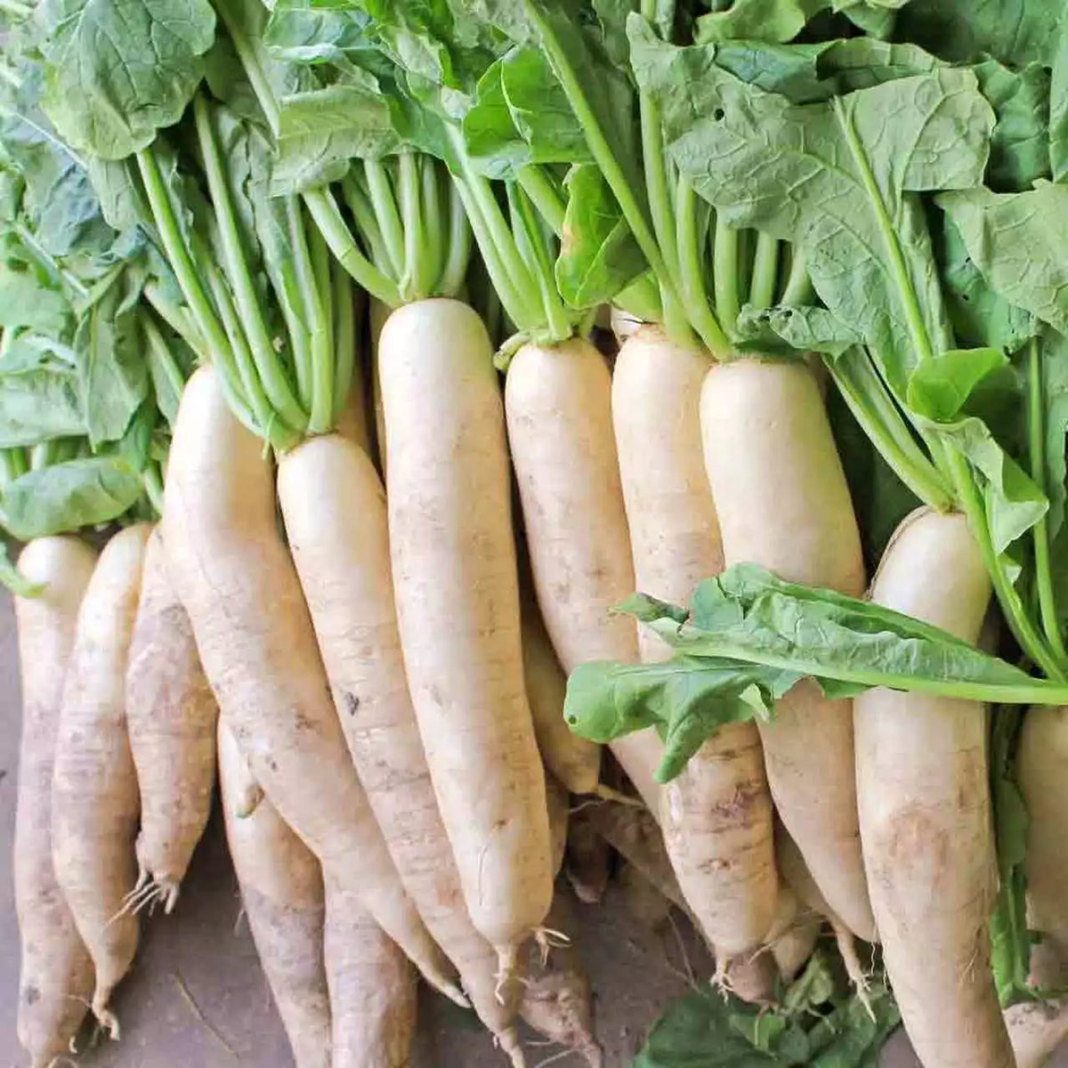 Daikon Radish Seeds 5 LB - Large Raphanus sativus for Deer Food Plot, Wildlife Attractant, Full Sun