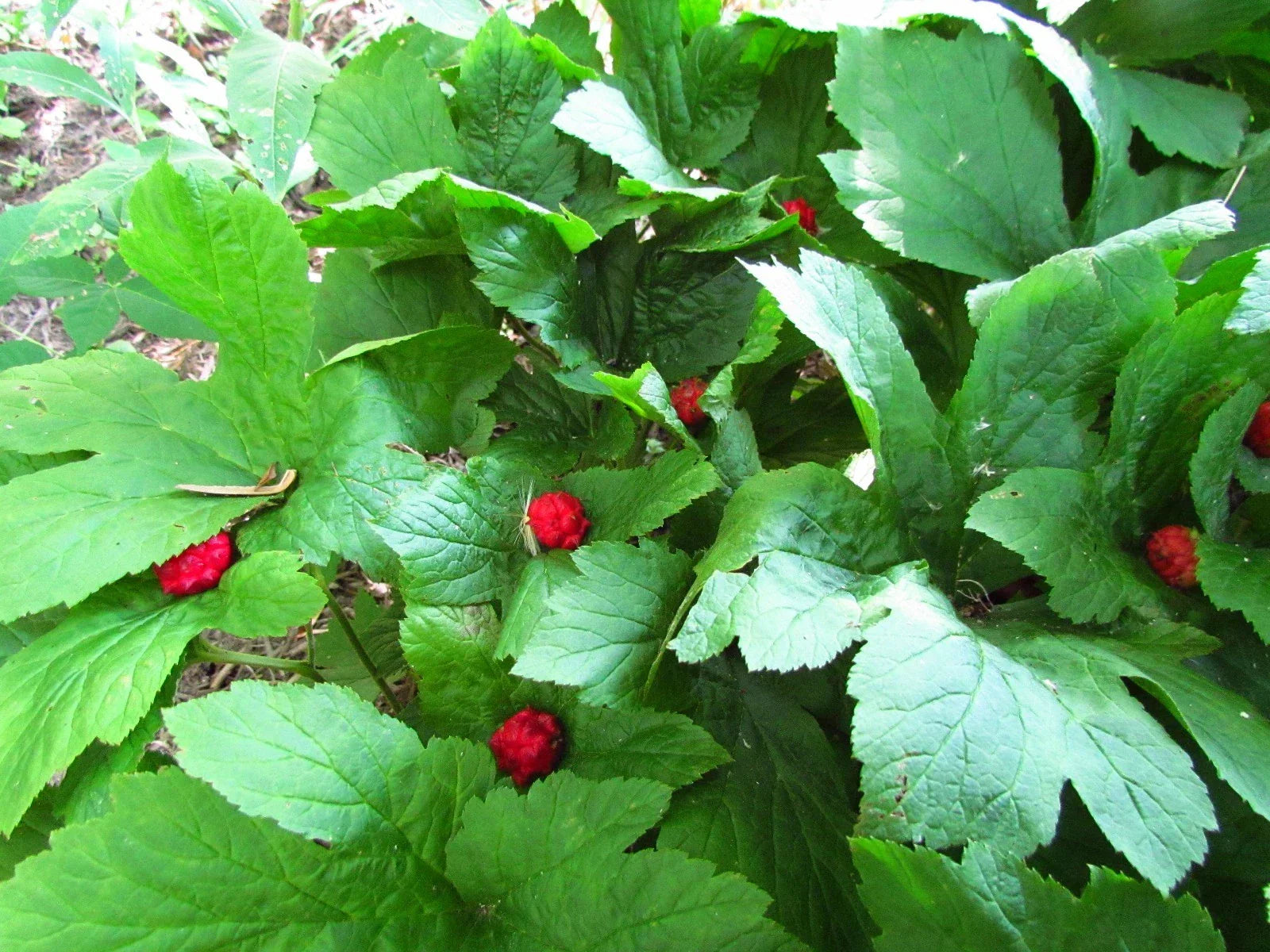 Golden Seal Roots - 20 Count Hydrastis canadensis Medicinal Herbal Plant Roots for Gardening and Herbal Use