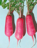 Pink Summercicle Radish Seeds - Non-GMO Vegetable Seeds for Home Gardening, Raphanus sativus, Pack of 200