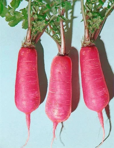 Pink Summercicle Radish Seeds - Non-GMO Vegetable Seeds for Home Gardening, Raphanus sativus, Pack of 200
