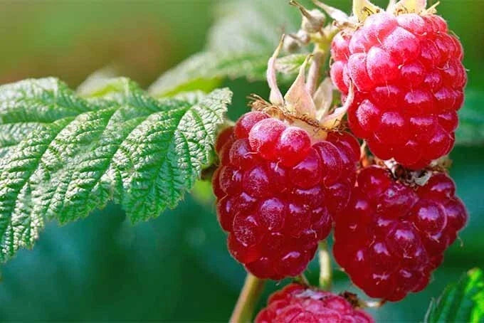 Organic Raspberry Seeds Rubus idaeus for Home Garden, 30 Seeds, Fruit Bush, Red Berries