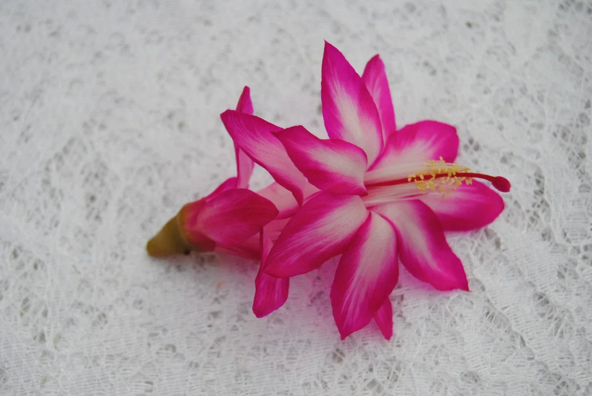 Christmas Cactus Starter Plant - Pink Chocolate - Well-Rooted Schlumbergera Truncata - Indoor Succulent Plant