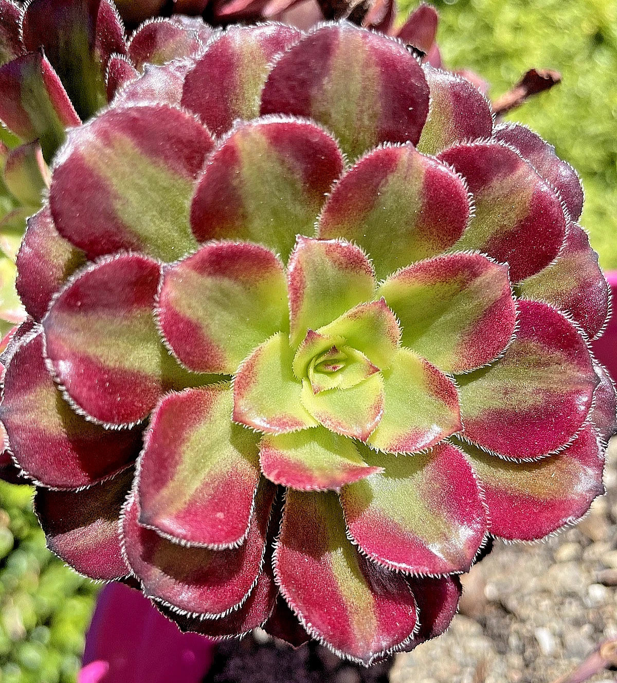 Rare Aeonium Mardi Gras Succulent Cutting - Variegated Live Plant, 3-4 Inches, Unique Colorful Foliage, Unrooted Succulent Propagation