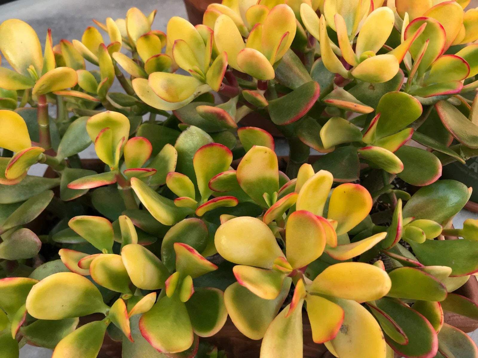Golden Jade Plant Cuttings 5+ Inches Crassula Ovata Argentea Hummels Sunset Succulent Propagation 2 Pack